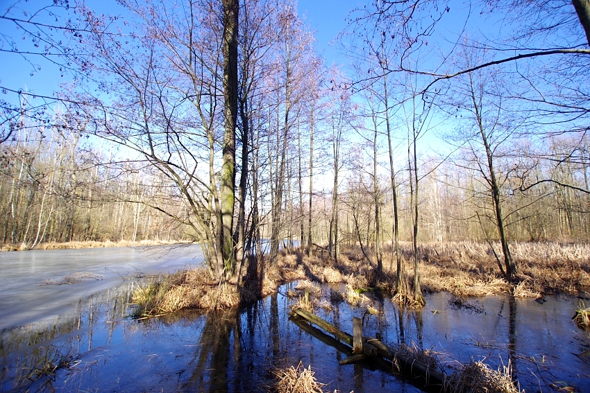 30/01/2026 – 161DA/SPFF2137 – Kumaki Dobrej – 2 PTS (H)/2 PTS (A) . – QSO, – Countries, – Continents / by 161DA135 Sylvester.